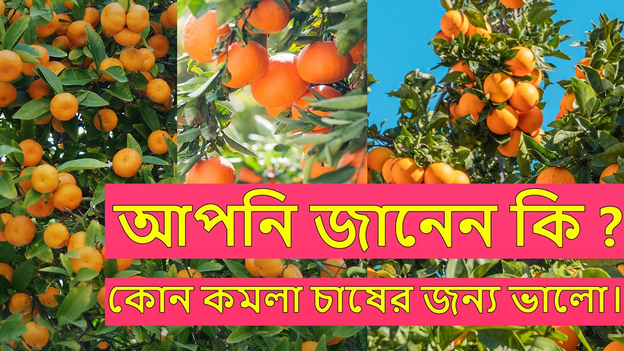 কি জাতের কমলা চাষ করা যাবে ! আর কি জাতের কমলা চাষ করা যাবে না।