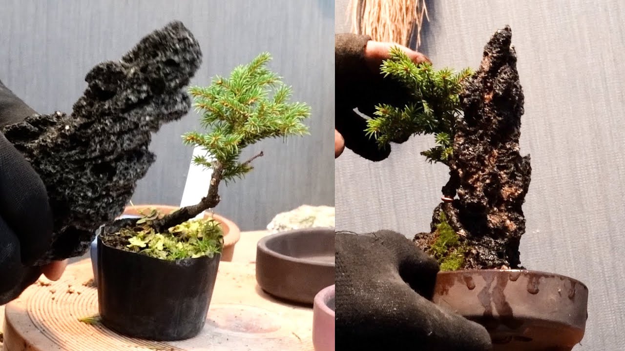 八房蝦夷松を石にかませる