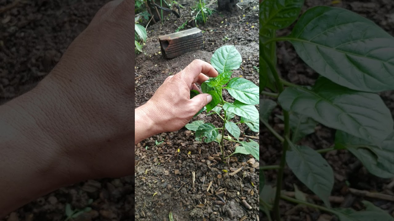 vài cách chăm sóc ớt peru zalo 0902558782