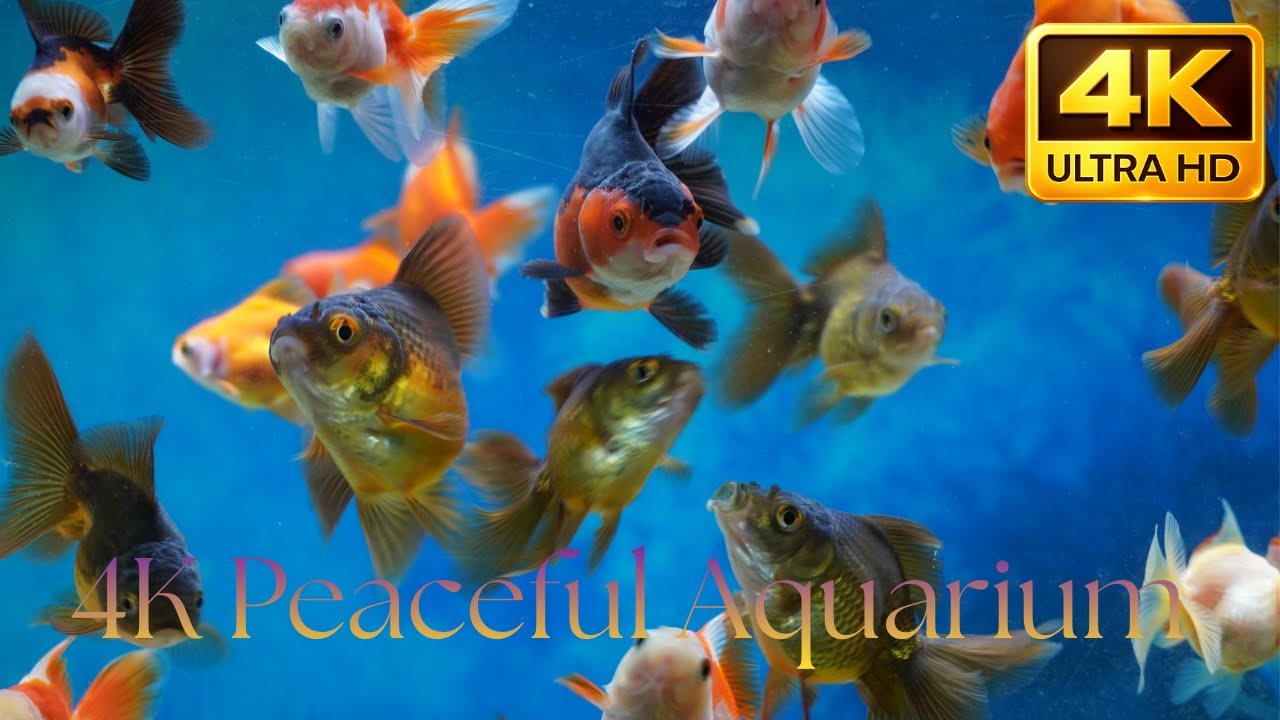 4K Peaceful Aquarium Escape  Natural Water Sounds