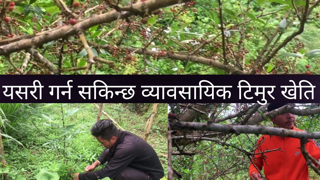 खेती गर्नमा सबैभन्दा सजिलो र लाखौं कमाउन सकिने टिमुर खेती बरे जान्नुहोस /#bjmamba#timut#agriculture