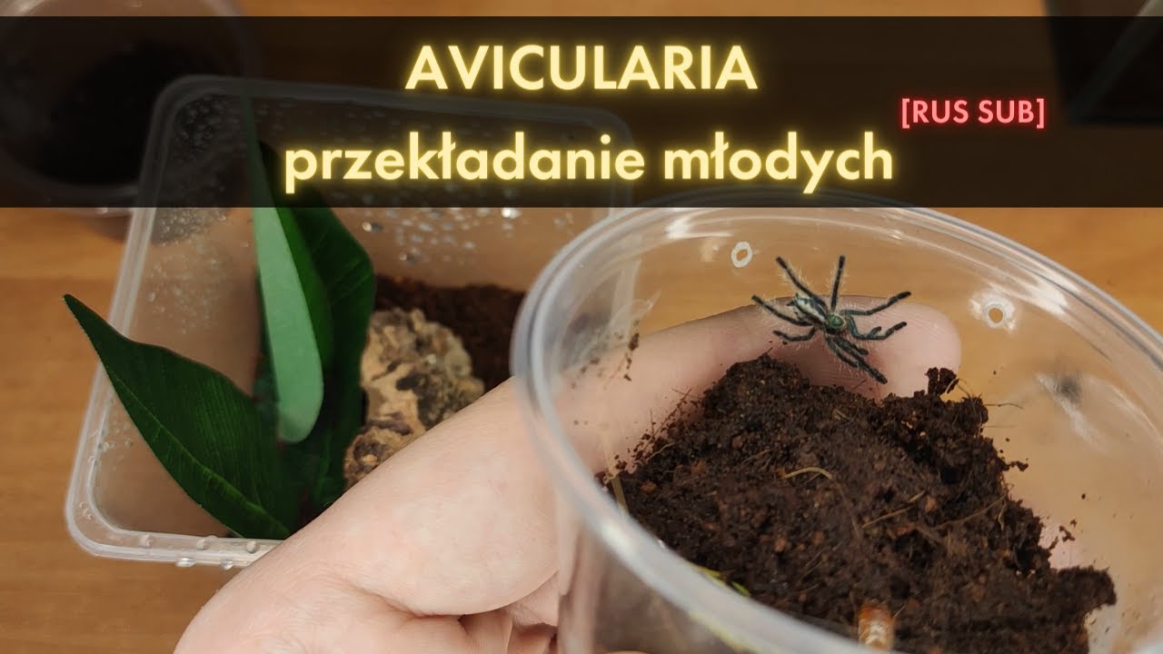 AVICULARIA - przekładanie młodych | METALLICA | BOA VISTA | BRAUNSHAUSENI | IRIDOPELMA [RUS SUB]
