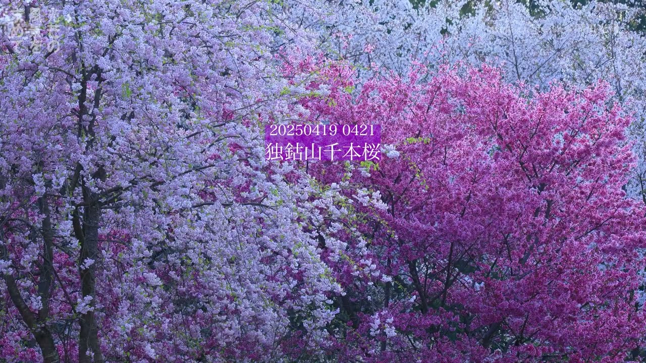 20250419 0421 独鈷山千本桜