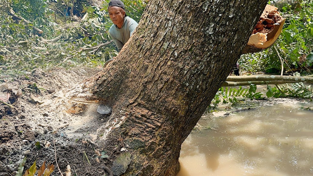 The first tree FAILED the second tree WAS CURRENT... Cut down 2 trembesi trees on the river bank.