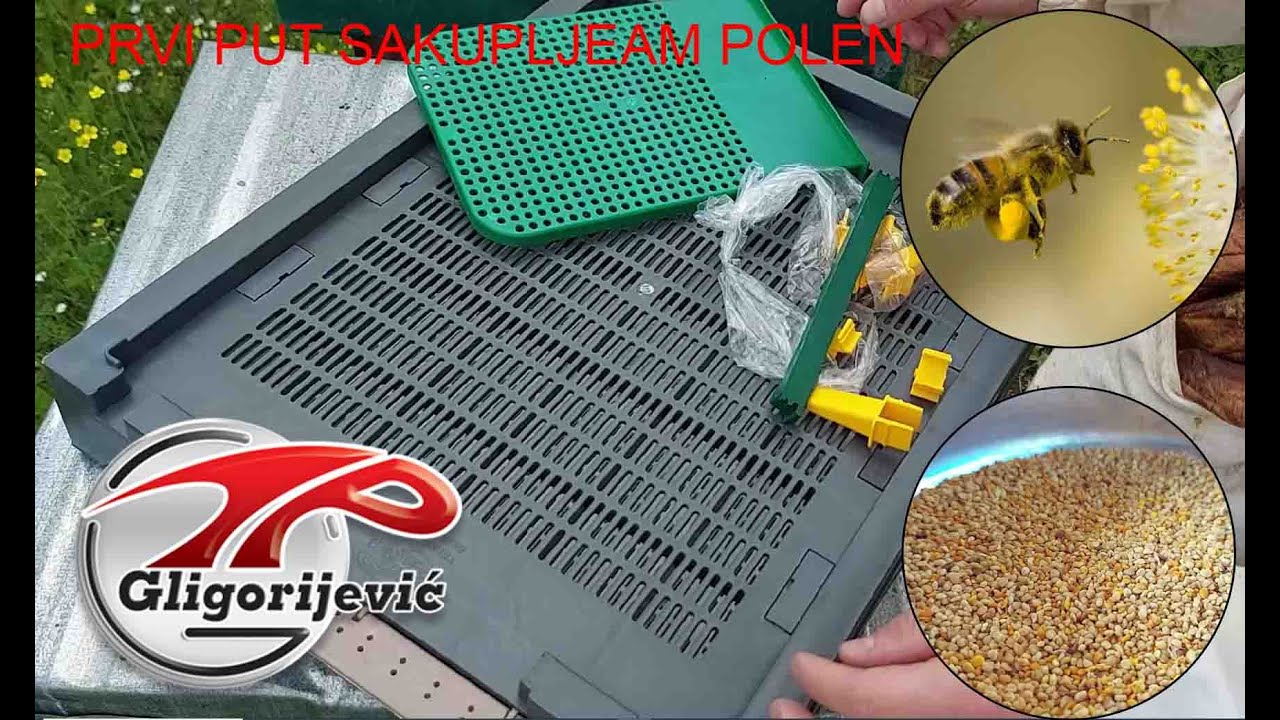 Kako i kada sakupljati polen