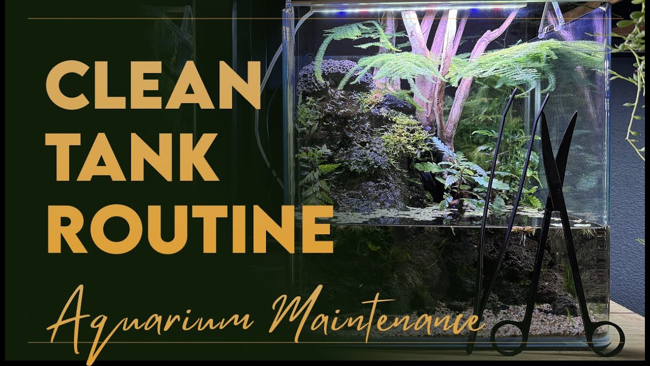 Clean Tank Routine | Weekly Aquarium Maintenance Tips