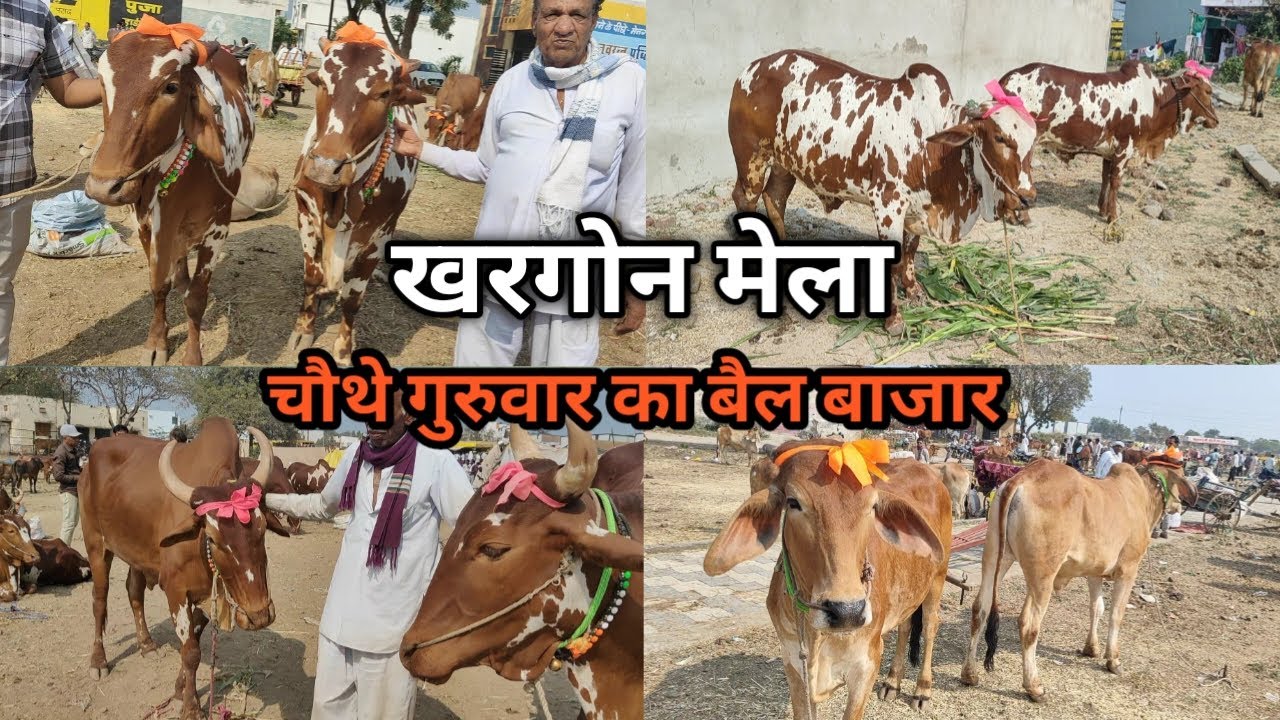 👌👌 #खरगोन_मेला किसानी के काम में मजबूत बैल जोड़ियां || निमाड़ी बैल जोड़ी || Khargone Mela 👍👍