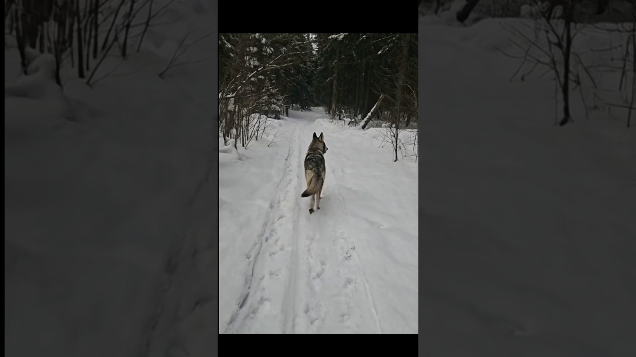 Катаюсь с Волчеком на лыжах