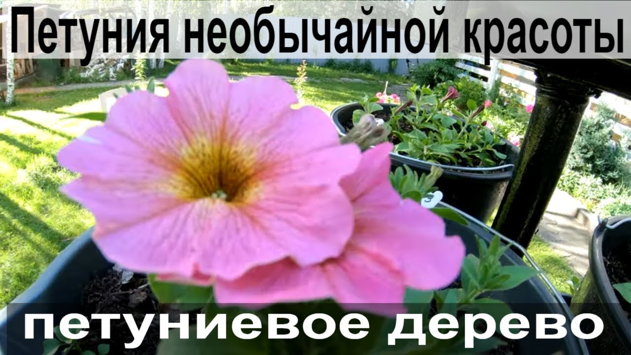 Петуния необычайной красоты