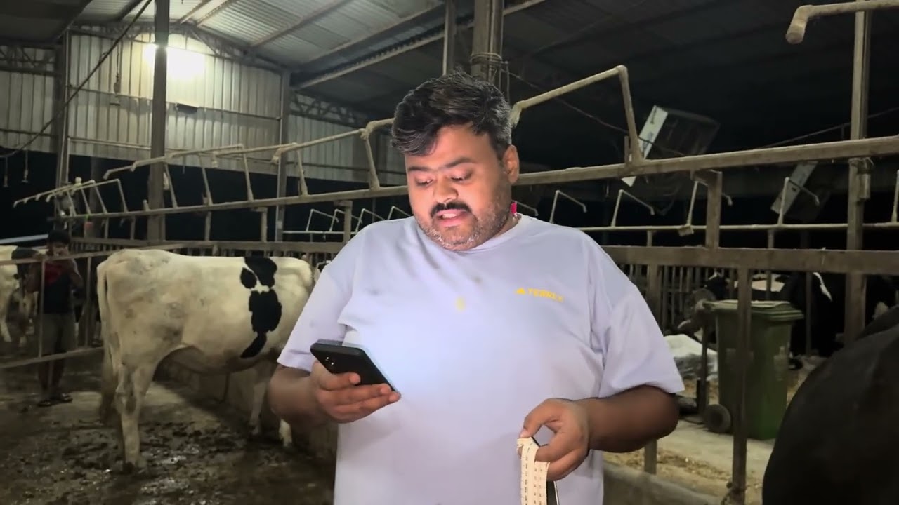 Farms future :- heifers details