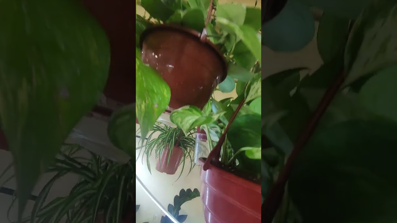 Уйдаги гулларим тулик видео 