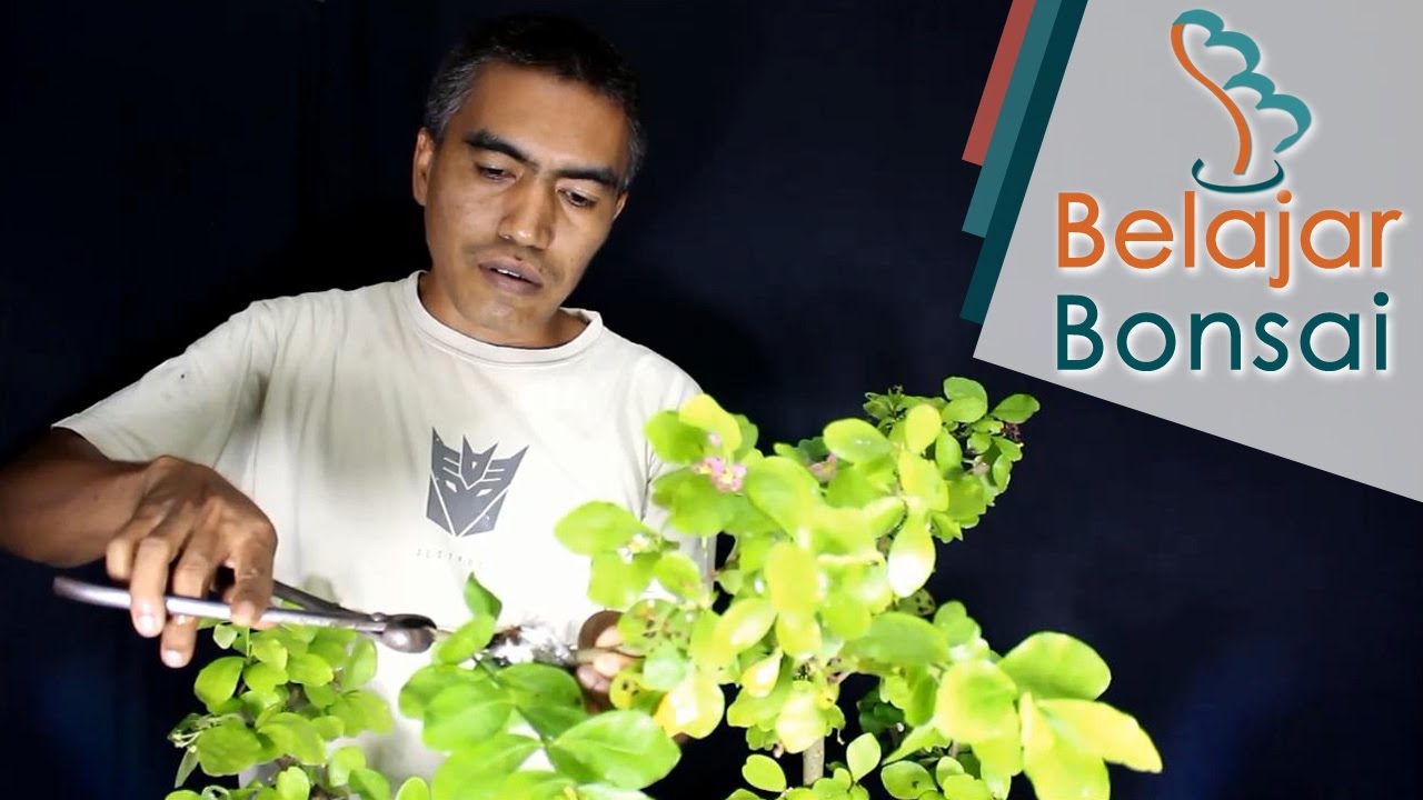 Cara Membuat Bonsai Sianci (Barbados Cherry) dengan Cara Cangkok