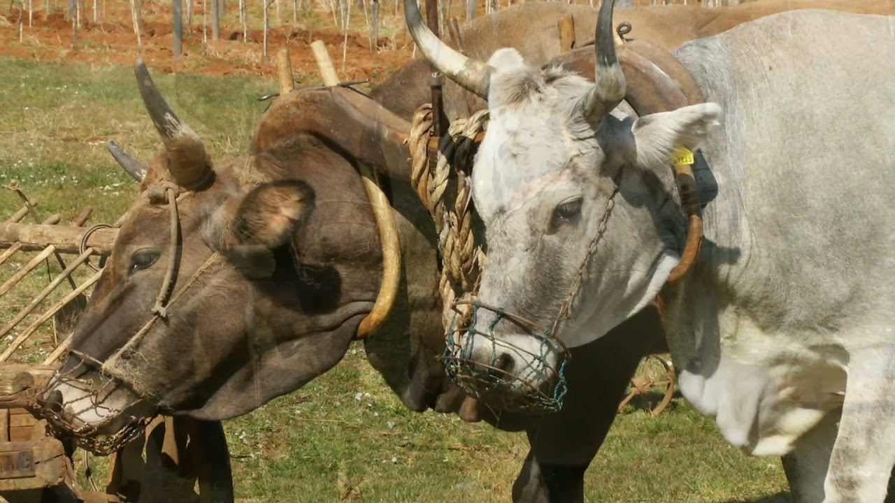 ARATURA a trazione animale in Istria