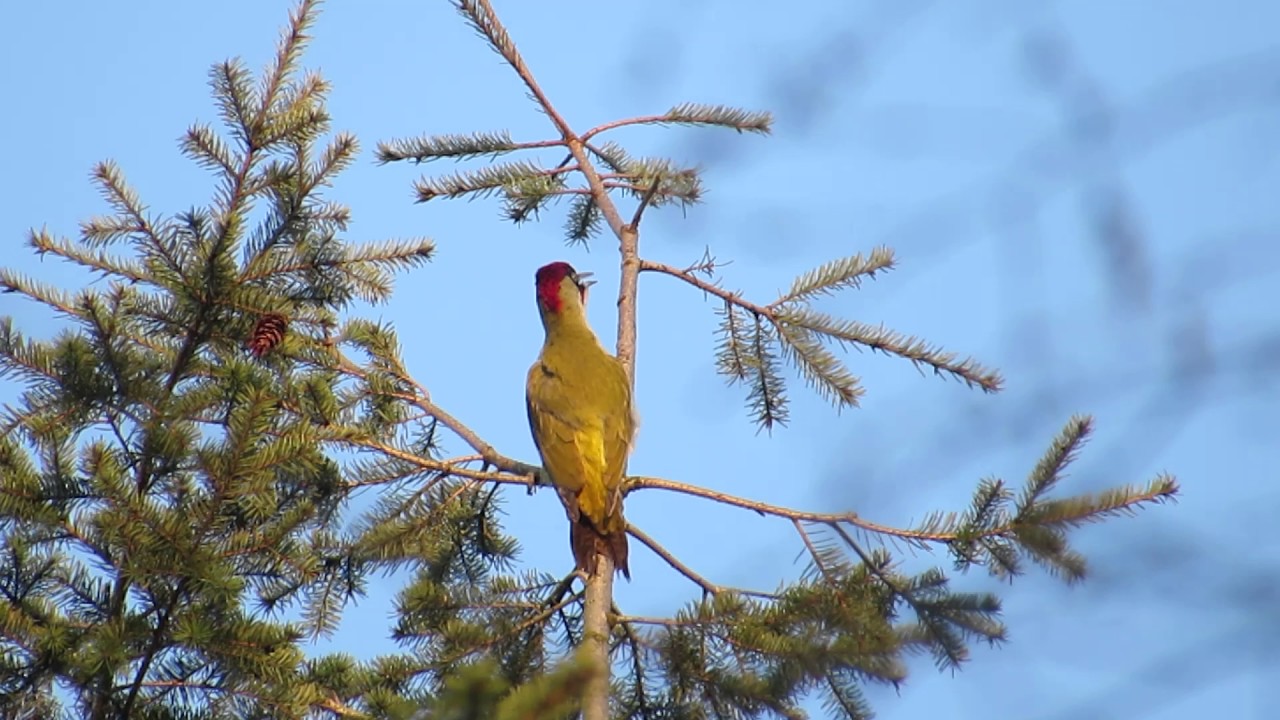 Vroege Vogels - 'Lachende' groene specht