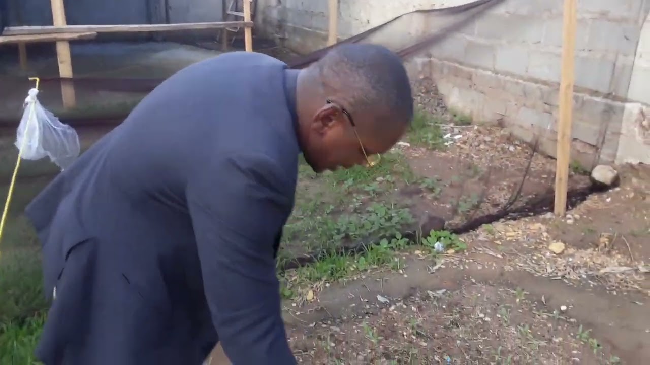 utajiri katika nyanya utunzaji wa miche.