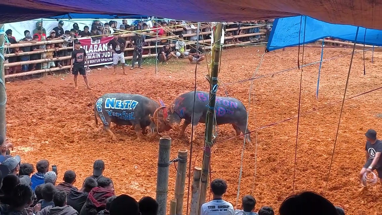 Sikki Saloso Kel. Saloso(Win) vs Buron Tim Bangsa Damai || 13-01-2026 || Arena Ne' Tumbang