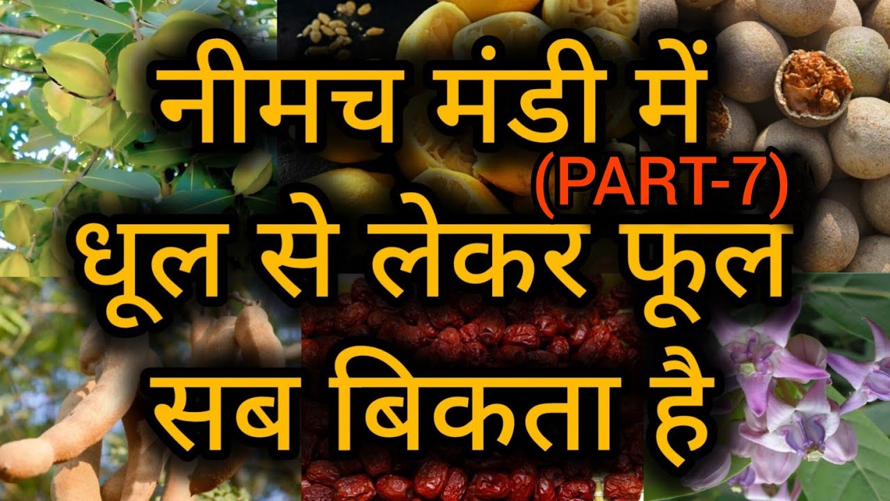नीमच मंडी की औषधि मंडी में धूल से लेकर फूल सब बिकता है। फूल, छिलका, पत्ते, जड़ । Neemuch mandi bhav
