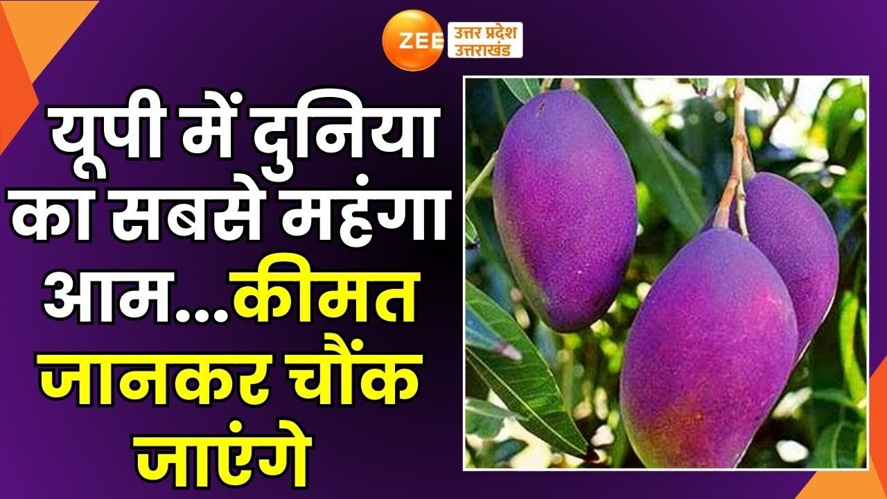 Saharanpur : सहारनपुर में दुनिया का सबसे महंगा आम, कीमत है 3 लाख रुपये किलो | Miyazaki Mango |