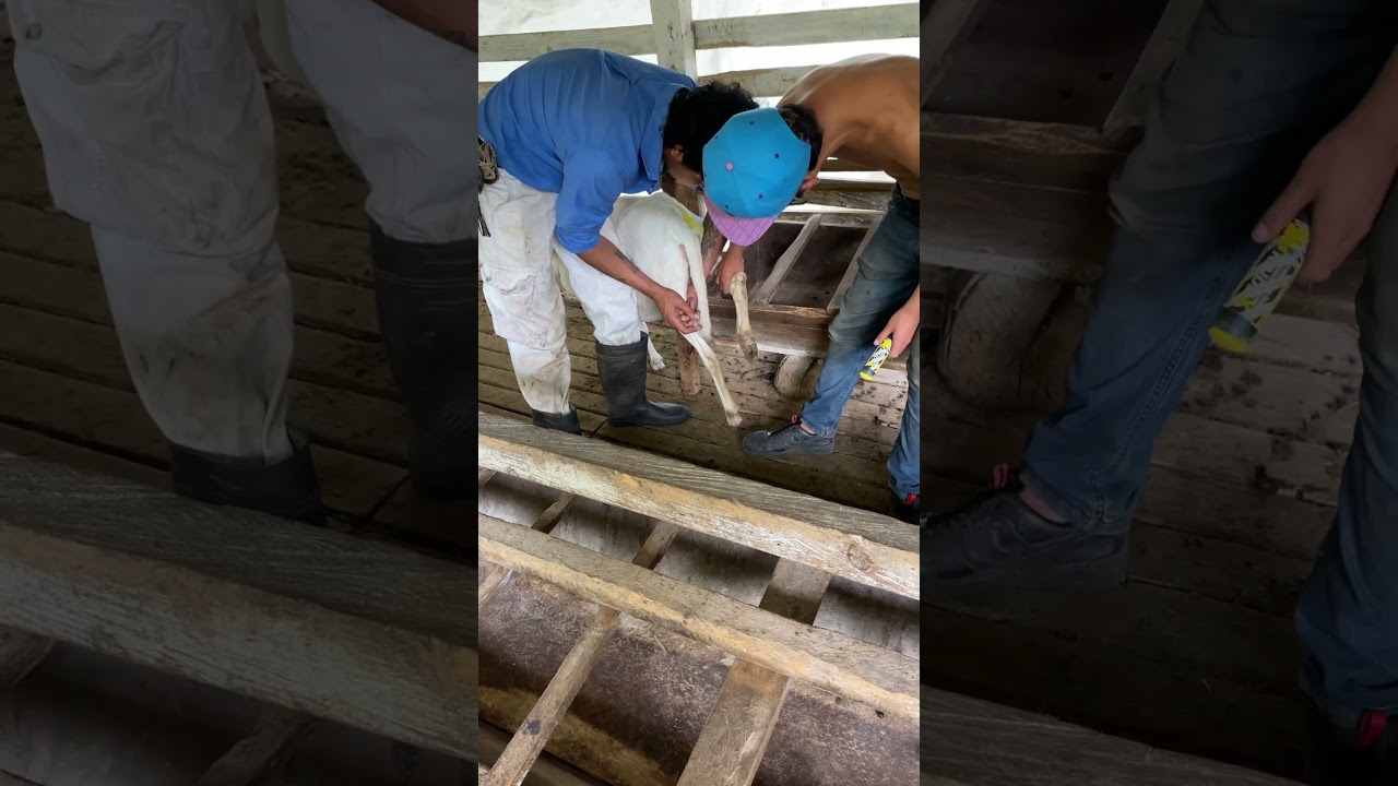 C&oacute;mo inyectar una borrega intramuscular #animals  #zootecnia