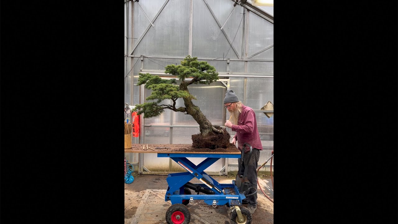 Exposing a large buttressing root to improve nebari