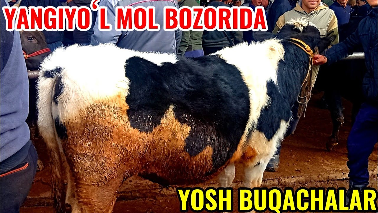 YANGIYOʻL MOL BOZORIDA YOSH BUQACHALAR VA BOQMA BUQALAR 🐂🐂🐃