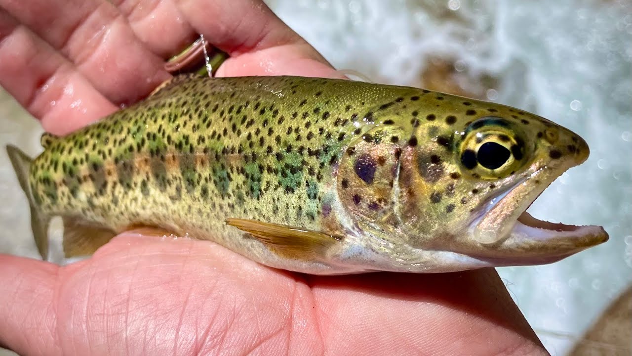 WILD TROUT FISHING, CAMPING, CAVE TOUR, SEQUOIA NATIONAL PARK CALIFORNIA