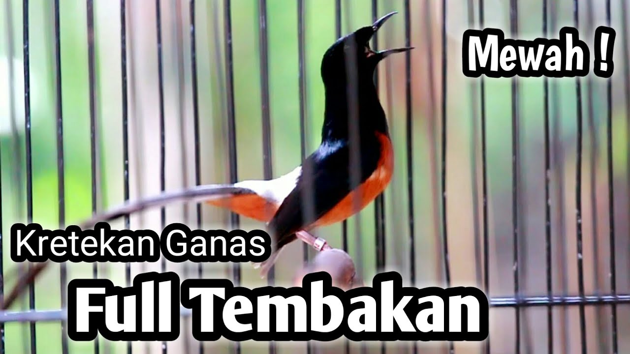 MURAI BATU GACOR FULL ISIAN TEMBAKAN DAN KRETEKAN KASAR AMPUH MEMANCING EMOSI MURAI BATU LAWAN
