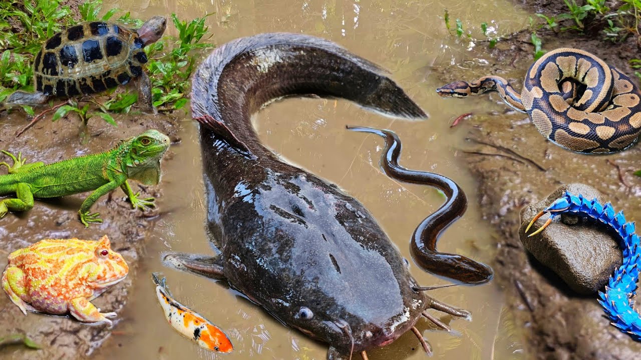 Tangkap ikan lele jumbo dalam lubang ada banyak ikan hias, gurame, ikan gabus, ikan koi, kura kura