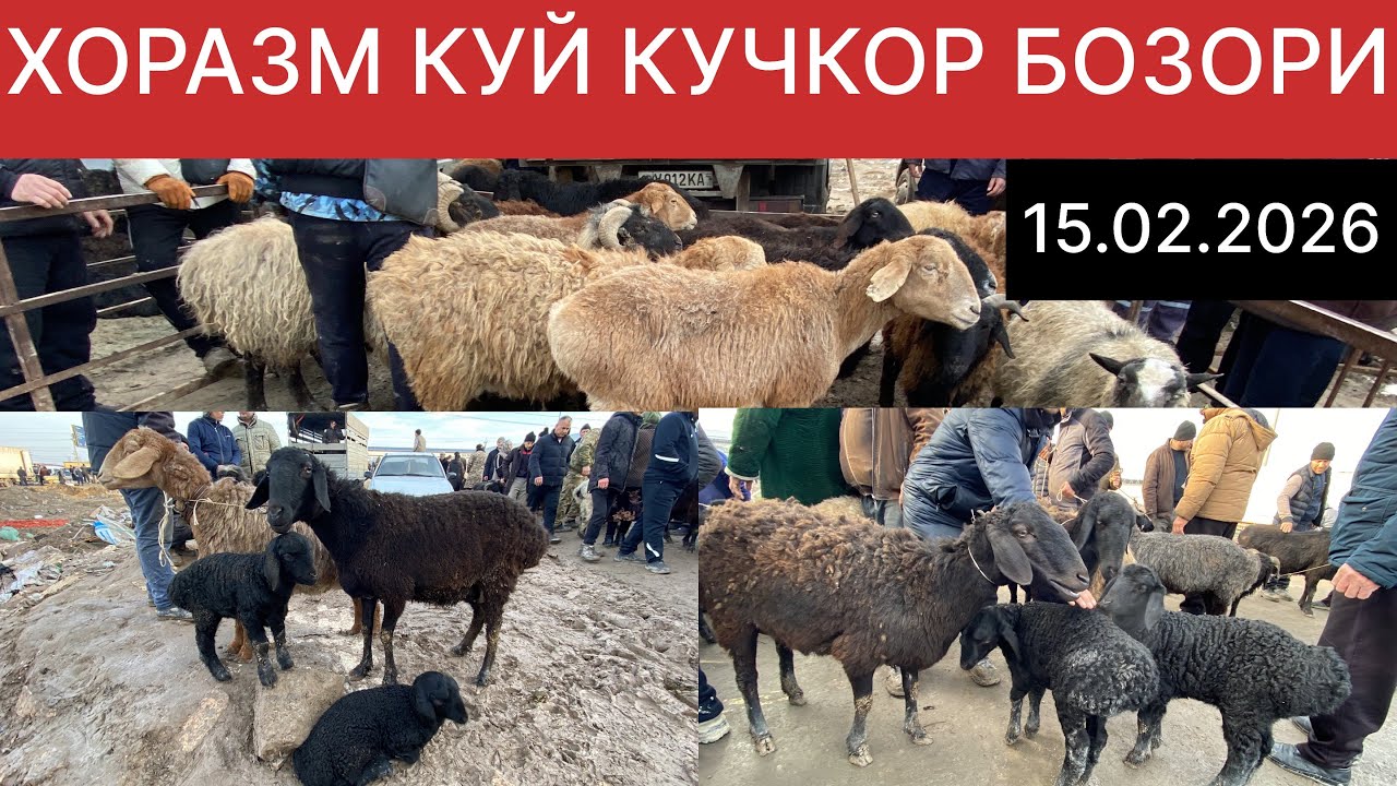 ХОРАЗМ КУЙ КУЧКОР БОЗОРИ ЭРТАЛАБГИ НАРХЛАРИ САВДОЛАР АВЖИДА БУГУН 15.02.2026