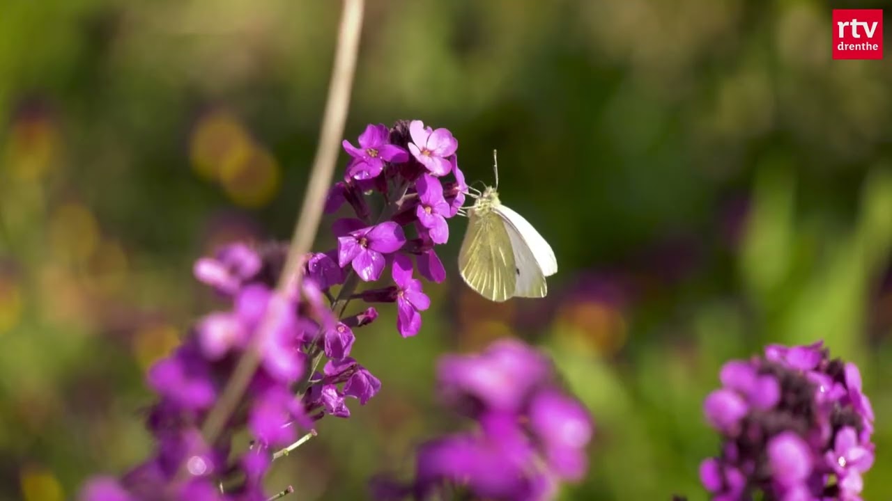 Vlindertuin Zuidlaren: ‘Een zo goed mogelijk huishouden voor vlinders’