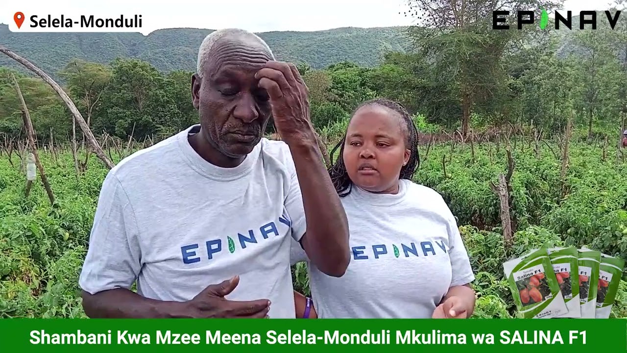 MBEGU YA NYANYA SALINA F1 YA HIMILI BARIDI KALI IKIWA KATIKA UBORA WAKE.
