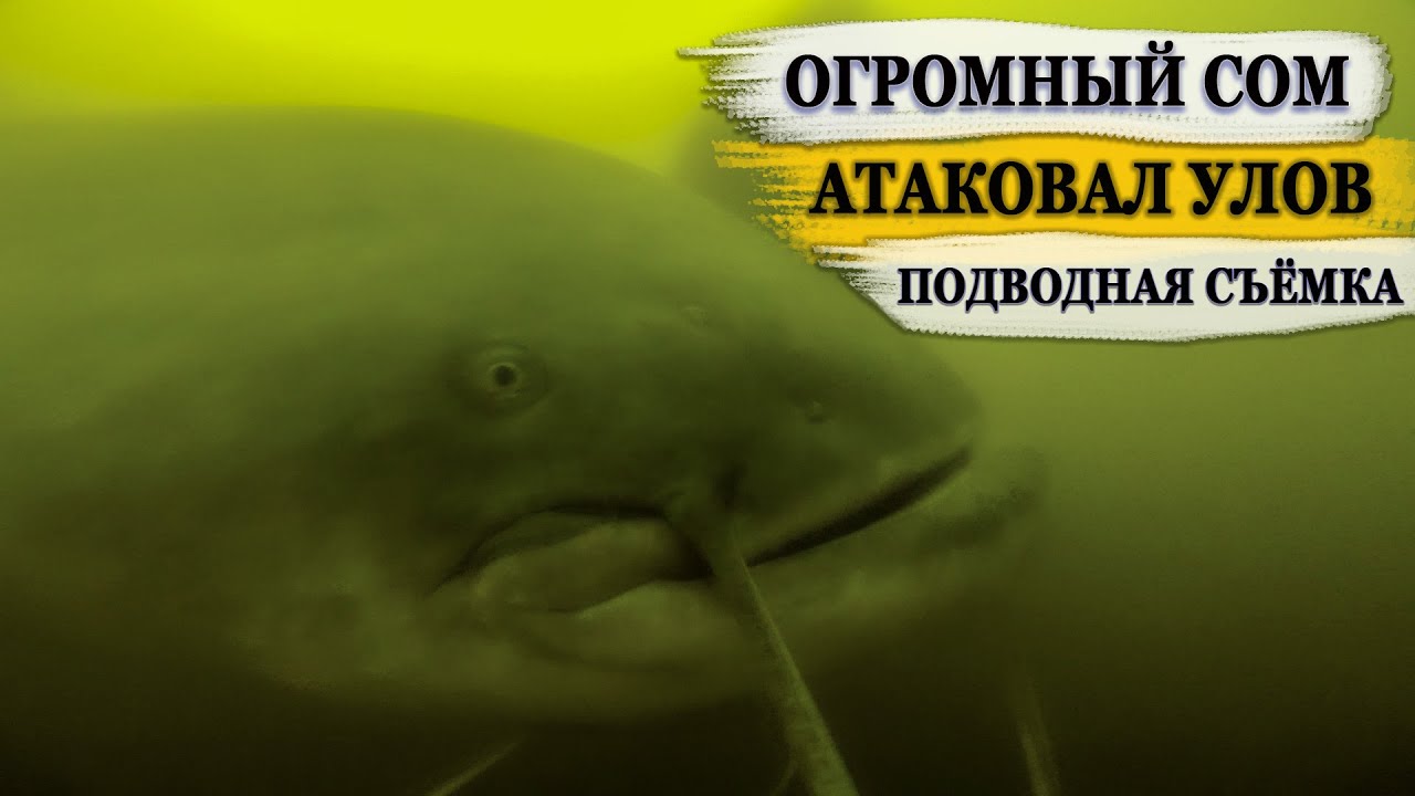 Ловля большого Карпа и Амура Подводная съемка