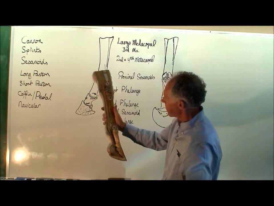 Bones of the Equine Leg.