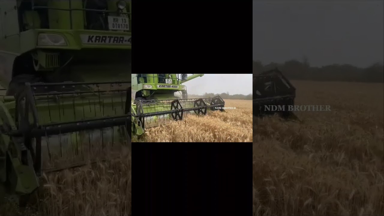 Wheat 🌾 harvesting in pakistan | 2023 | @NDMyoutubepakistan #viral #ytshorts #pakistan #yt