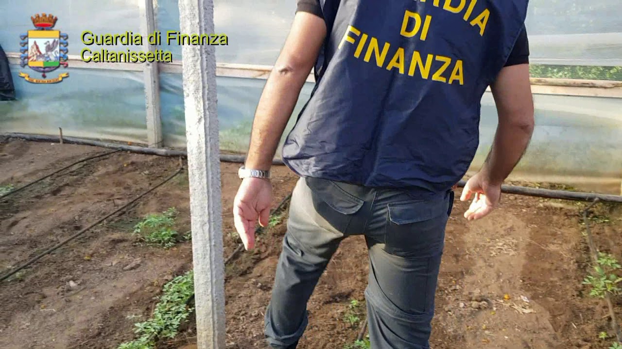 Sequestro piantagione di marijuana a Gela