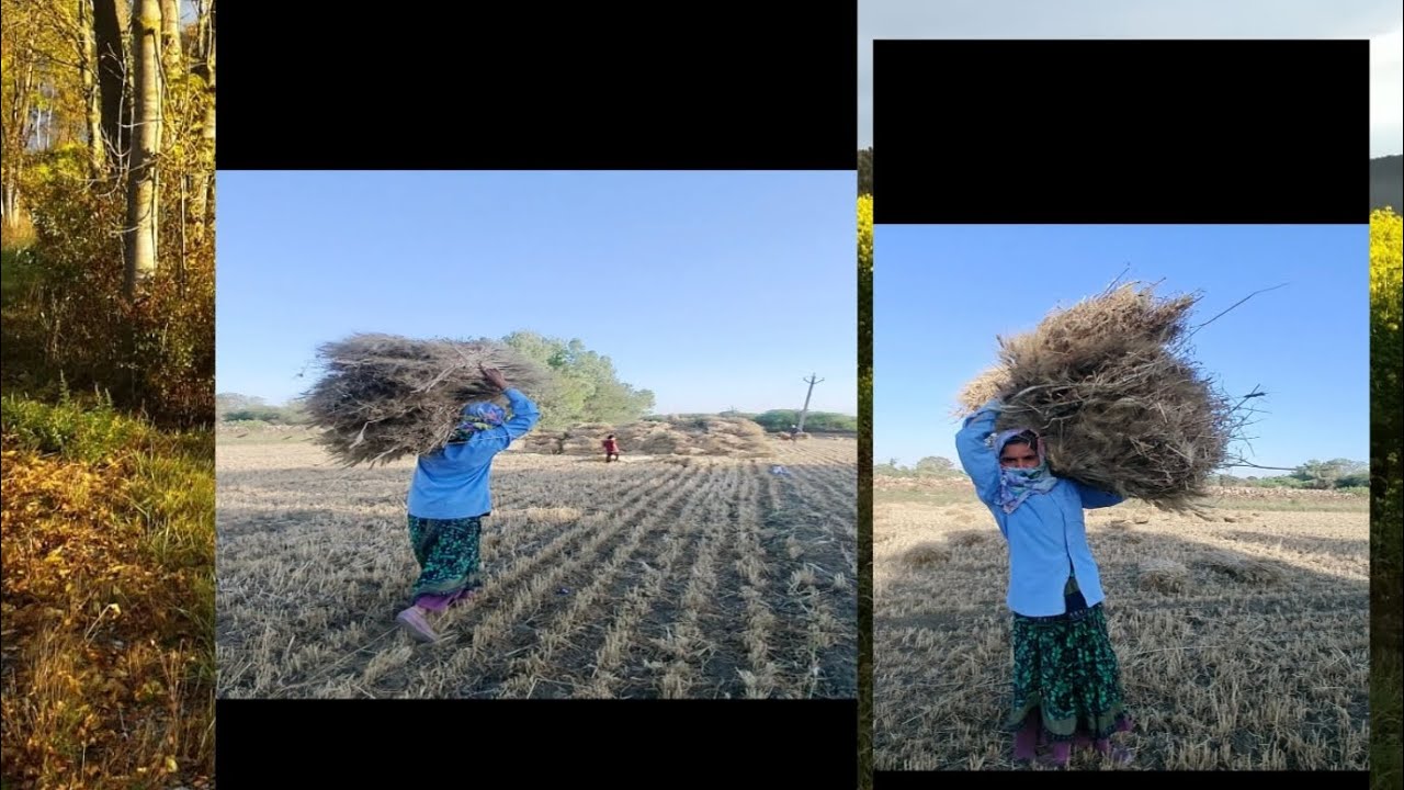 हमारे गेहूं इक्कट्ठे हो गये#viralvideyo#tarendig#🌳🪾😂👏👏👏👏
