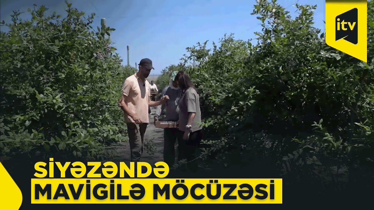 “Barlı Bağ” Siyəzəndə – Azərbaycanın ən böyük mavigilə təsərrüfatında