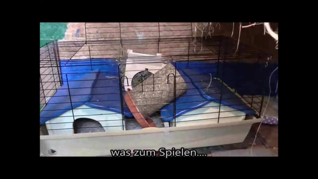 Käfighaltung für Meerschweinchen?