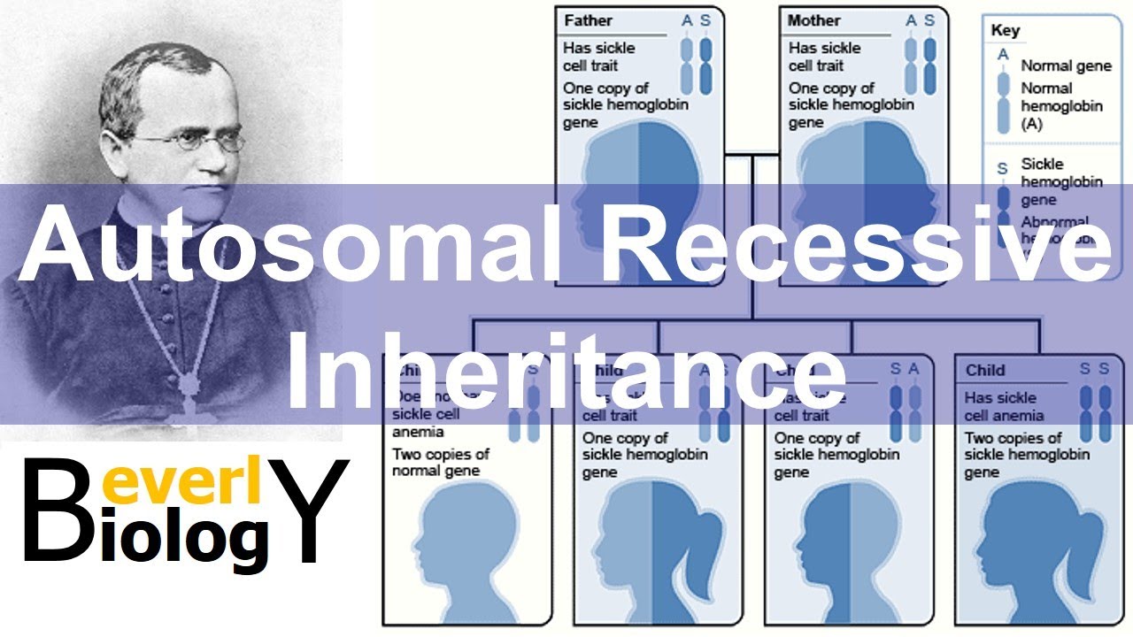 Autosomal Recessive Genetics Inheritance