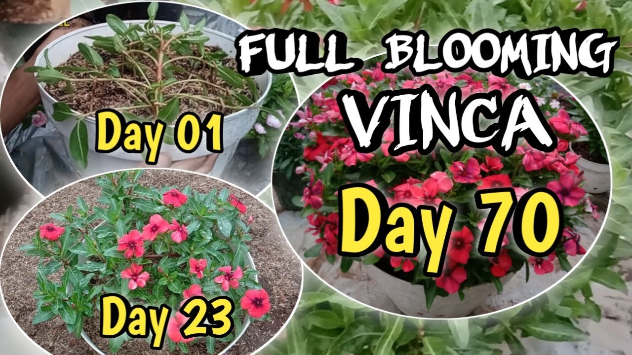 Vinca full blooming - creative ideas of growing vinca flowers