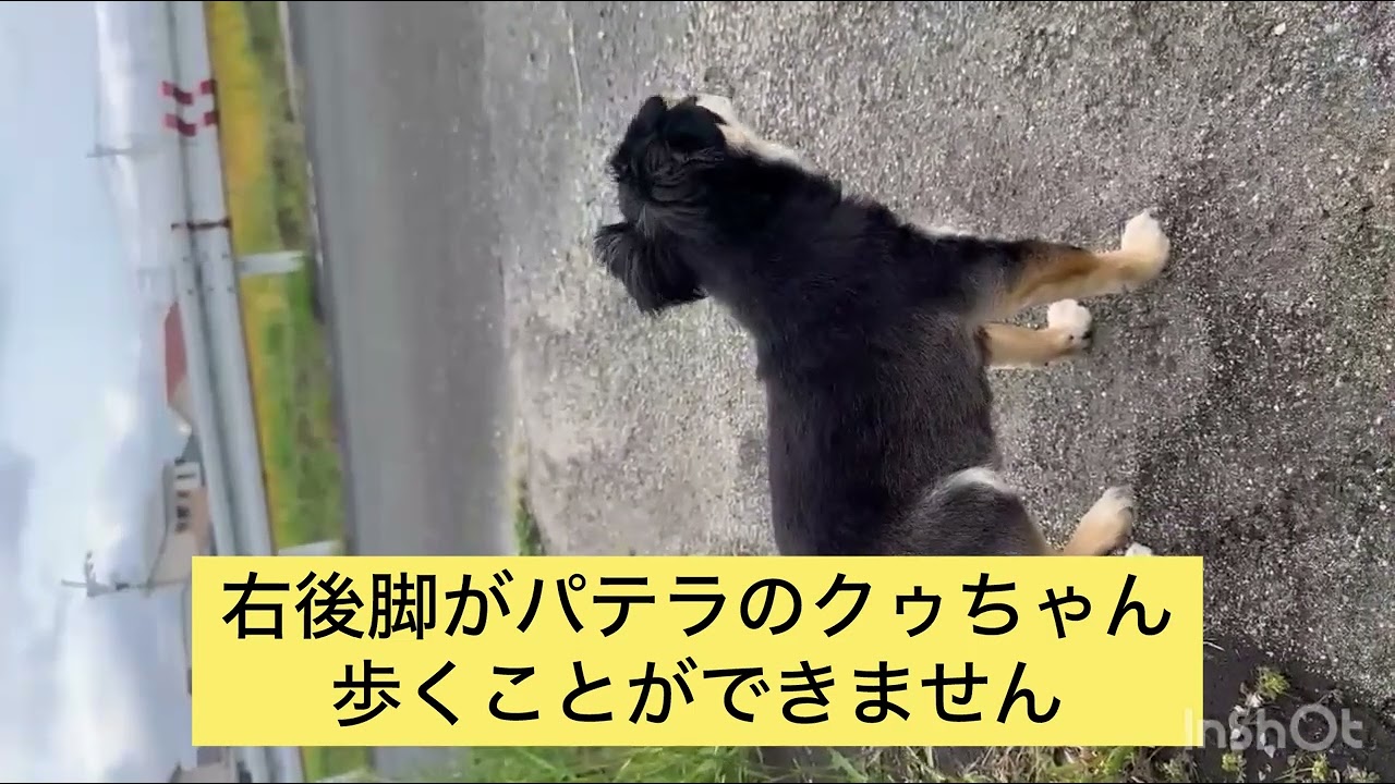 ワンちゃんの右後脚がパテラで歩行が難しい状況が‼️