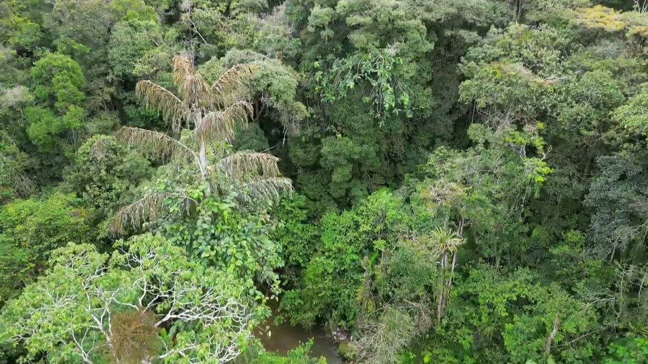Flying DJI Mini 3 Drone in Cameron Highlands