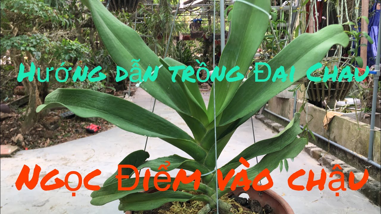 Hướng dẫn trồng Đai Ch&acirc;u | Ngọc Điểm v&agrave;o chậu - instructions for growing orchid pearls