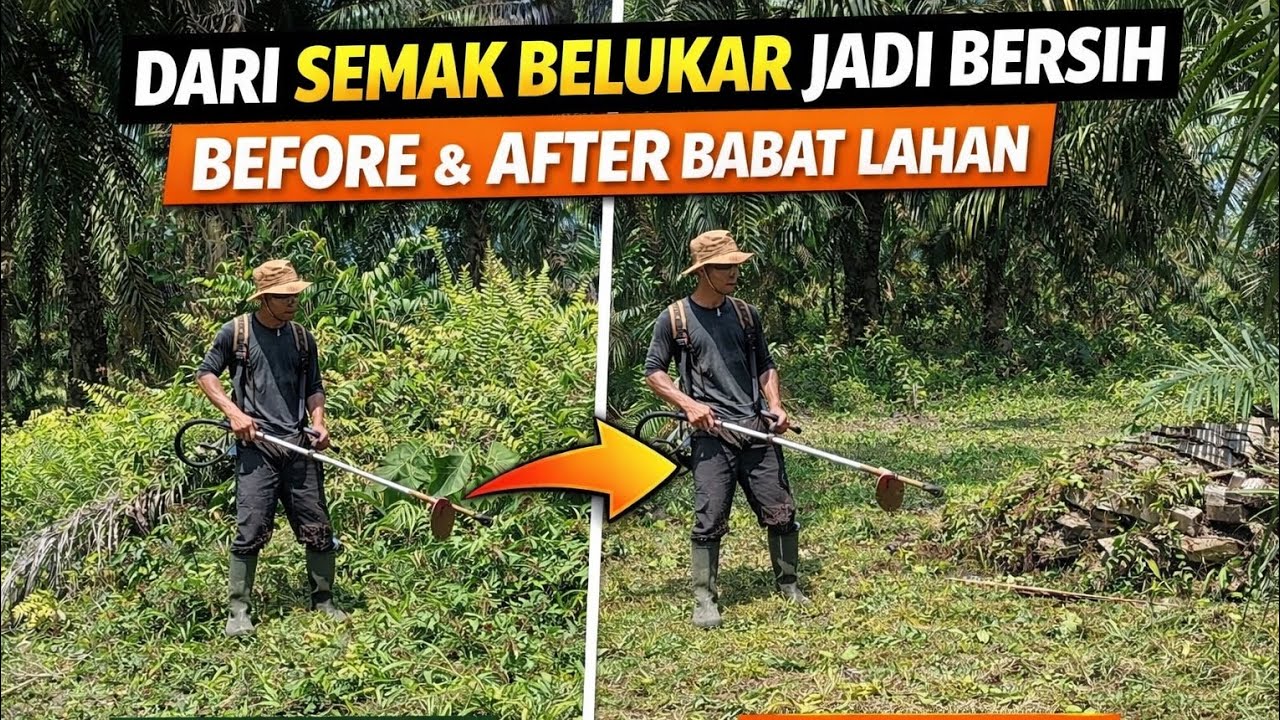 Babat semak belukar di kebun sawit 
