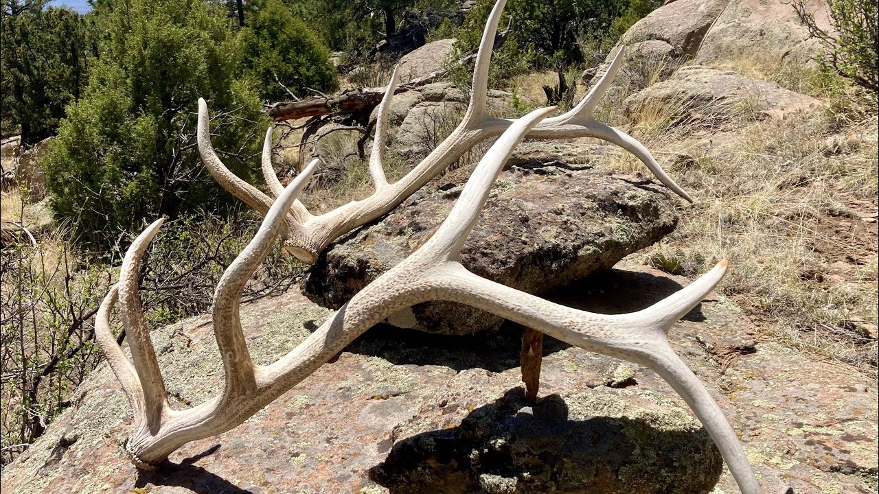 SHED ANTLER HUNT 2025 Colorado opener