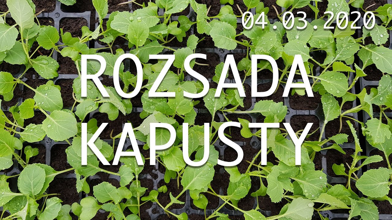 Rozsada kapusty/kalarepy początek produkcji  - program dokarmiania warzyw