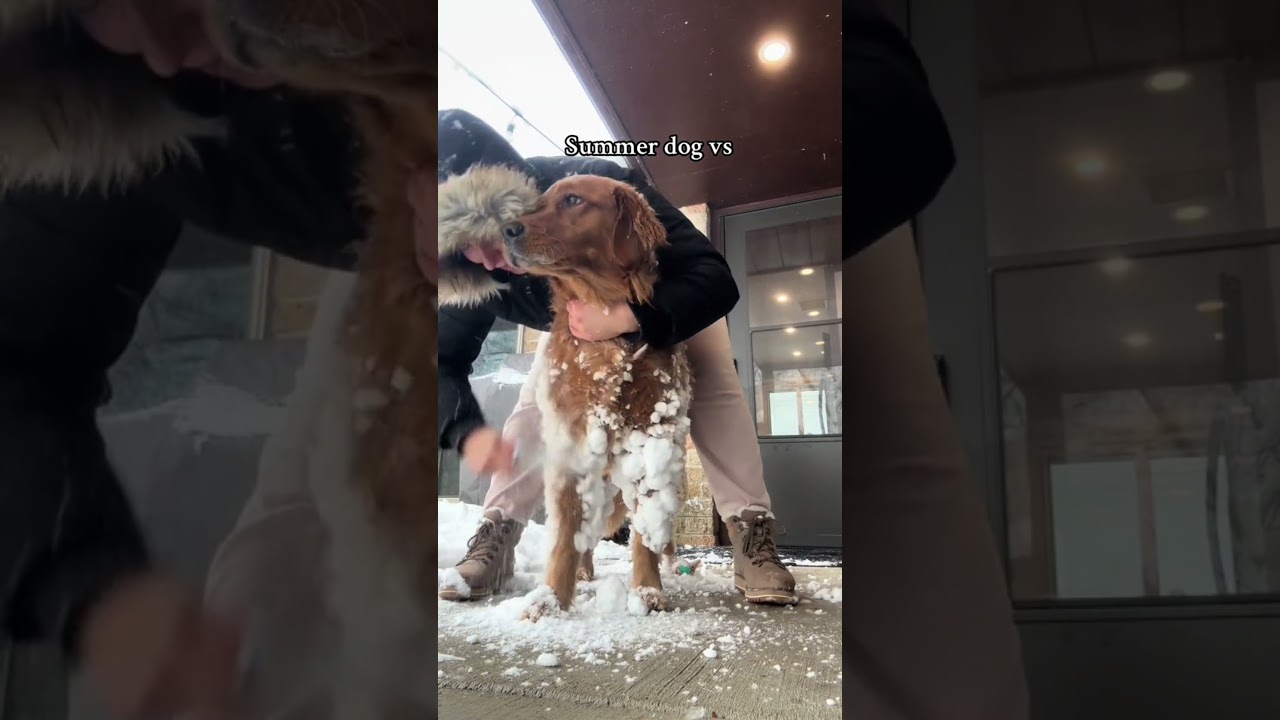 Summer Dog vs Winter Dog