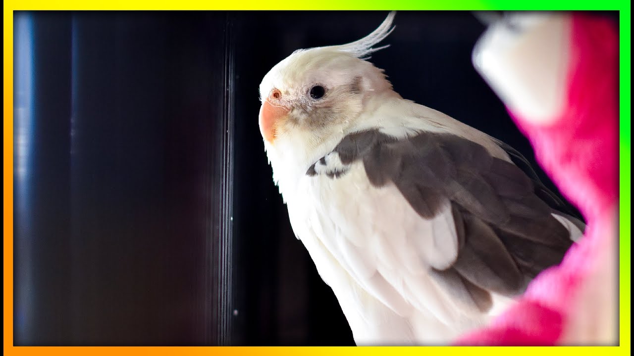 Chill Cockatiel Video | The Bird Sanctuary | 4hrs 30m
