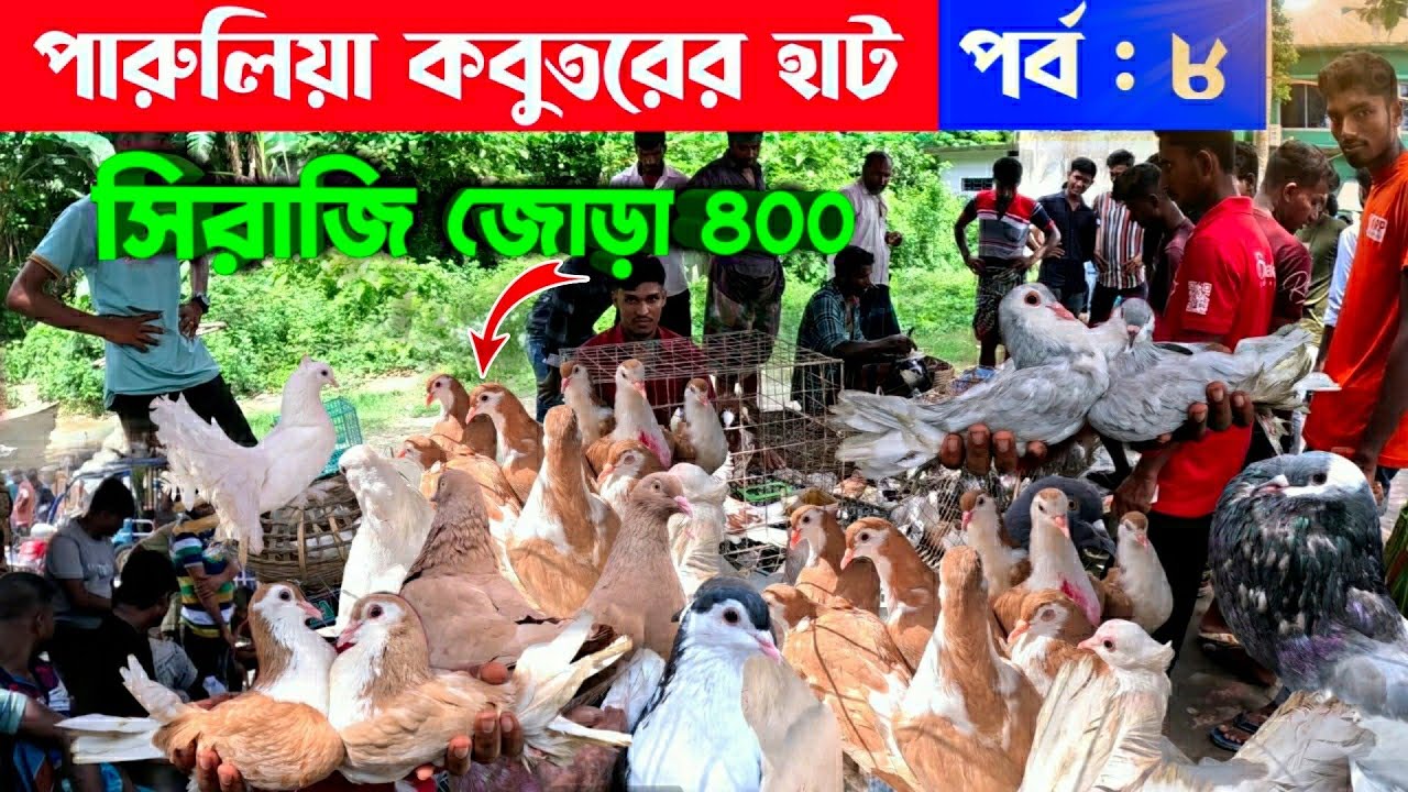 সিরাজী কবুতর জোড়া মাত্র ৪০০ টাকায় || kobutor hat 2024 | pigeon market in bangladesh | paruliya hat