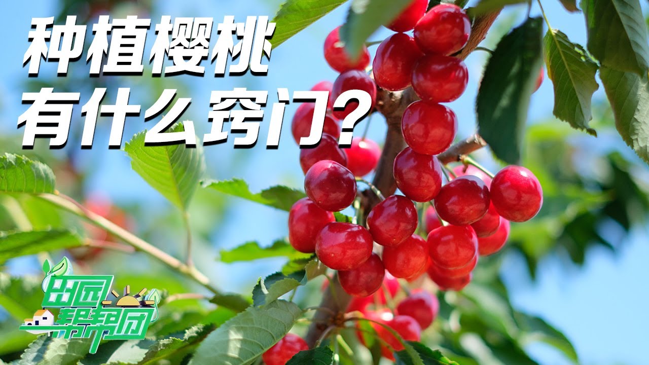 樱桃种植攻略来了！难栽的樱桃树到底有什么种植窍门？想把樱桃种好，关键都在这不起眼的土壤里！丨「田园帮帮团」20230716